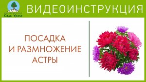 Астра многолетняя с Миролеевой А.Н. Телепередача Земля Уральская. Архив