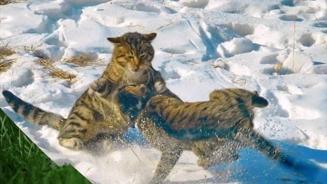 Кошачьи разборки. смотреть онлайн