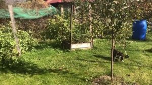 ВЫРАЩИВАНИЕ КАРТОШКИ В ЯЩИКЕ 5 сортов Обзор