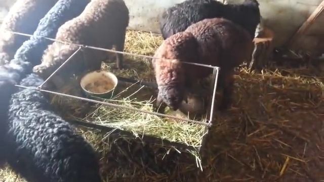 (43)Завтрак для Овец.. смотреть онлайн