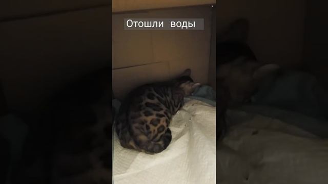 ❓Как отходят воды у рожающей кошки