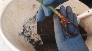 ГИППЕАСТРУМЫ. Когда луковица не цвела...