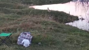 Лиса не боится людей