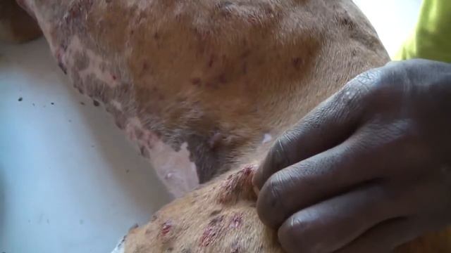Remove mango worms from dog - Remove mango worms from dog skin Удалите манговых червей с кожи собак смотреть онлайн
