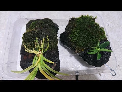 Распаковка посылки и посадка неофинетии..mp4