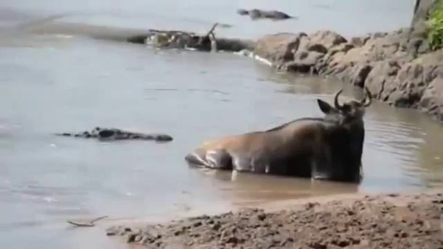 Опасные животные. Дикие животные. Крокодил против антилопы