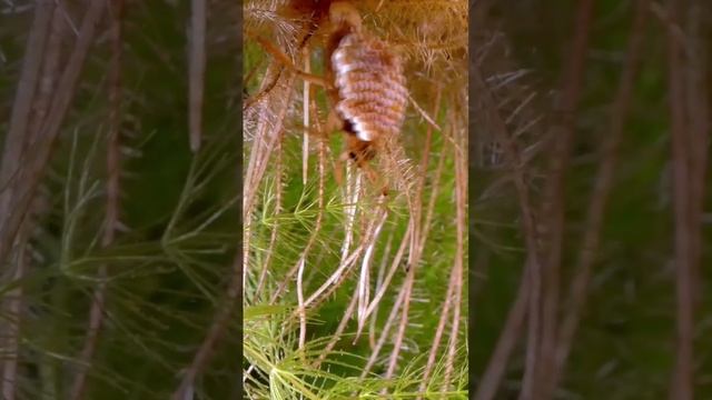 Плоский Водяной Клоп смотреть онлайн