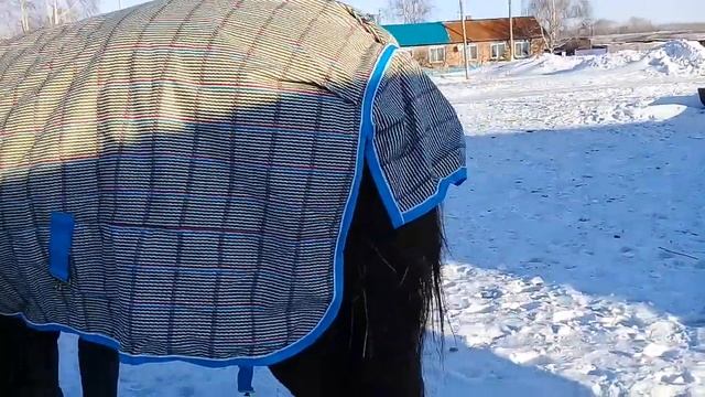 Попона одежда для лошади. смотреть онлайн