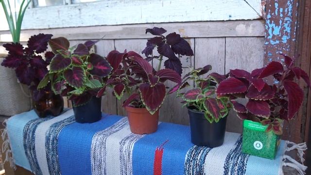 Вазон из самовара Необычный вазон своими руками смотреть онлайн