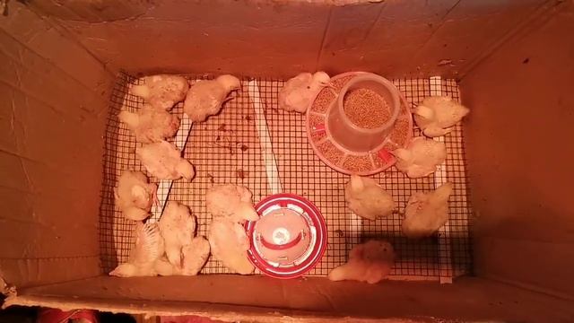 Цыплята бройлеров ИЗА Хаббард, часть 2/ Из Москвы в Сибирь/Центральная Сибирь смотреть онлайн