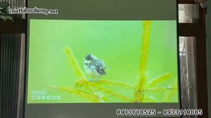 Máy Chiếu Infocus IN1034 - Máy Chiếu Chính Hãng Mới 100%