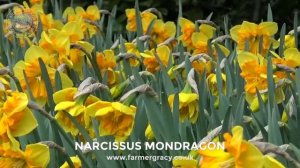 Narcissus 'Mondragon' - FarmerGracy.co.uk