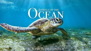 Океан В 4К Подводный Мир. Релакс Фильм
Animals of the Ocean 4K  Scenic Wildlife Film