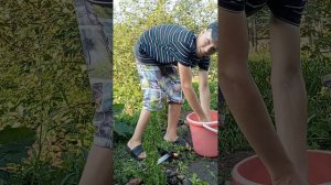 Чем нужно опрыскивать туи чтоб они лучше прижились?🌲