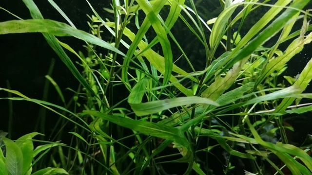 ПОЧЕМУ НЕ СТОИТ ЗАВОДИТЬ КРУГЛЫЙ АКВАРИУМ ?! смотреть онлайн