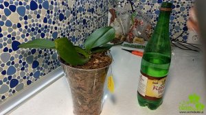 Микориза для орхидей. Использование от бактериалки, + итог цветение