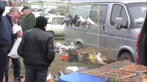 26 02 2023 года, часть 3 г Кропоткин ярмарка голубей декоративных птиц.