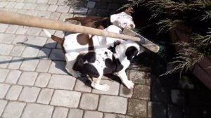 Американского бульдога щенки. American bulldog pups