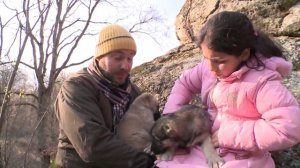 Армянский гампр  Gampr