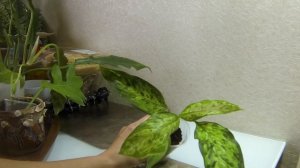 Новые цветы. Посылка с комнатными цветами.