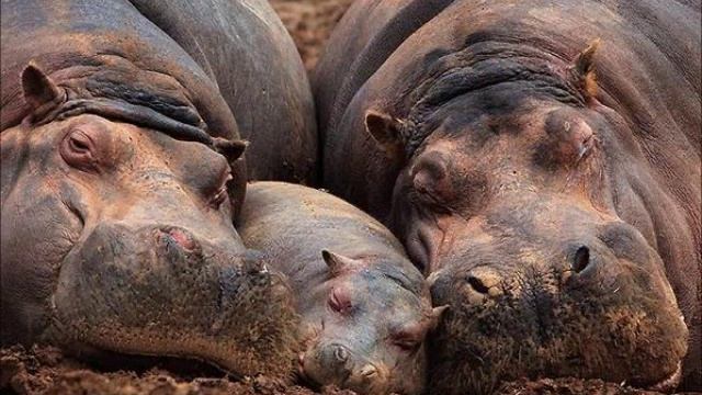 Красота животных смотреть онлайн