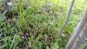 Первые грибы 2023 года.#тихая_охота