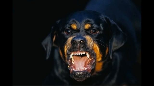 Сон из-за низко летающих самолетов (Рассказал Диане) смотреть онлайн