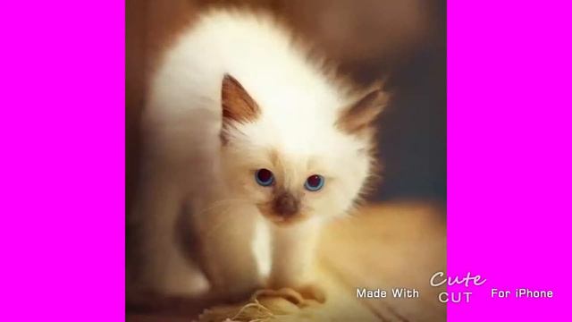 самое красивое видео в мире. смотреть всем смотреть онлайн