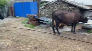 Коровы пришли домой с поля! Деревня Крс Дойка коров