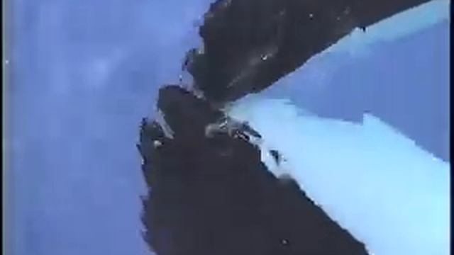 Косатки целуются? смотреть онлайн