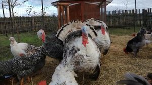 ОЧЕНЬ ДЕШЕВОЕ И ОЧЕНЬ ВЫГОДНОЕ СОДЕРЖАНИЕ ПТИЦЫ В НАШЕМ ХОЗЯЙСТВЕ!ИНДЮКИ-БЕСПОДОБНЫЕ КРАСАВЦЫ!