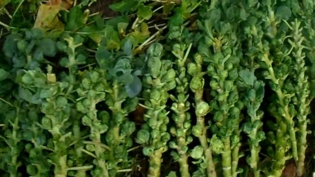 Урожай Брюссельской капусты смотреть онлайн