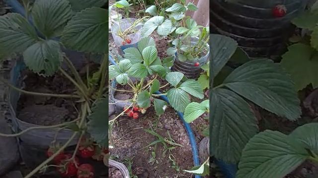Клубника в горшках.mp4