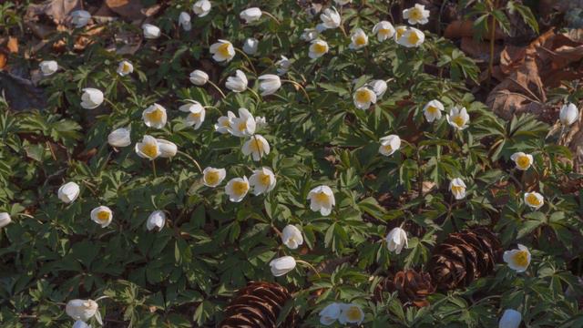 Wood Anemones: Celebrating the Delicate Beauty of Spring's Early Bloomers смотреть онлайн
