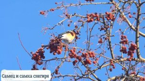 Самец и Самка снегиря 11 февраля 2023