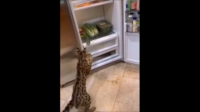 ПРИКОЛЫ С ЖИВОТНЫМИ САМЫЕ ПРИКОЛЬНЫЕ КОТЫ И КОШКИ 2021