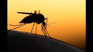 Кого любят кусать комары?