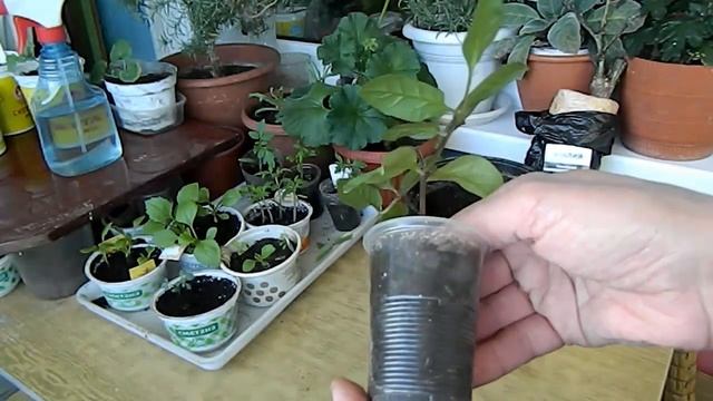 Выращивание кобеи из семян