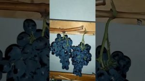 Хранение винограда в зимнее время. Подготовка хранилища и температурный режим