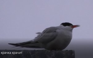 как кричит крачка - крачка крачит