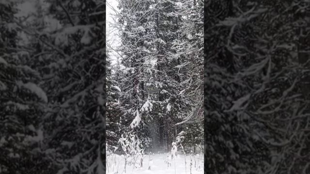 Зима в лесу 🌲❄❄❄