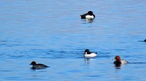 1575. Hohol severní, Common Goldeneye, Schellente, Brilduiker, Обыкновенный гоголь, Gągoł
