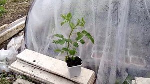 Результат размножения малины Пшехиба из маточного корня