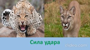 ПУМА ПРОТИВ ЛЕОПАРДА COUGAR VS LEOPARD
