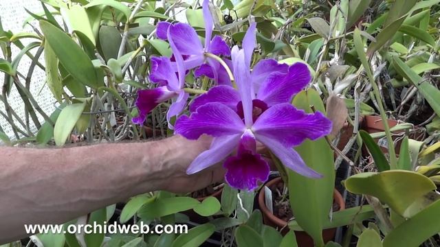 Orchid Web - Laelia purpurata смотреть онлайн