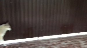 Запустил Волэнда Алиту, к Волку Акеле. Парк северных волков в Санкт-Петербурге.