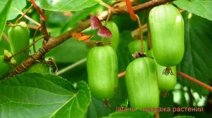 Актинидия коломикта Адам (мужской) (adam) ? обзор: как сажать, саженцы актинидии Адам (мужской)