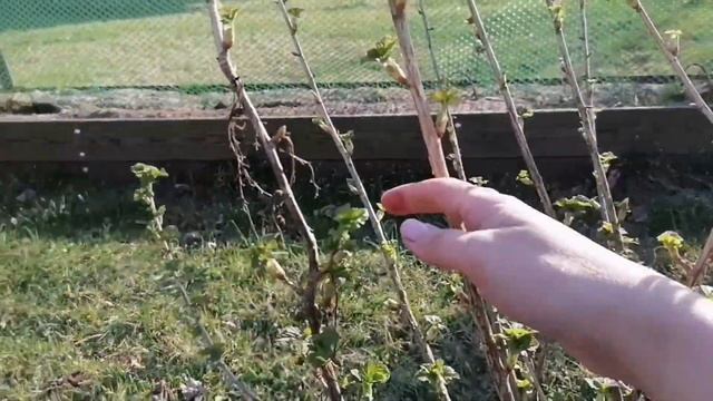 ДАЧНЫЙ СЕРИАЛ #5 | ПИЛИМ КУСТЫ | ВКУСНЕЙШИЙ САЛАТ ИЗ БОТВЫ РЕДИСА И РУККОЛЫ смотреть онлайн