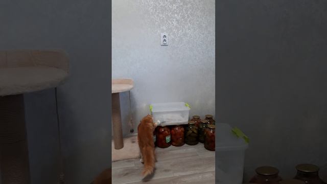 домашние животные #домашниеживотные #рыба смотреть онлайн