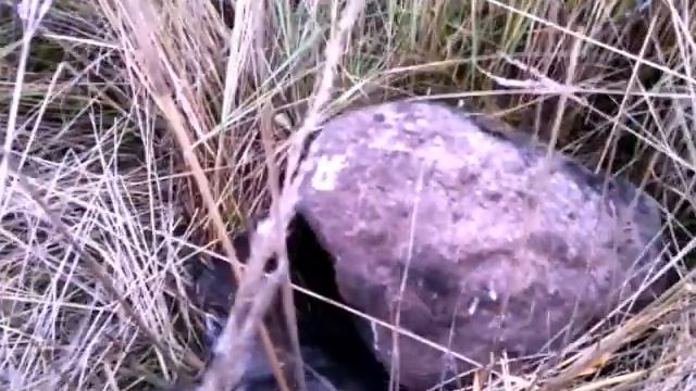 Раскопки. Поиск монет. Глубинник. смотреть онлайн